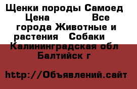 Щенки породы Самоед › Цена ­ 20 000 - Все города Животные и растения » Собаки   . Калининградская обл.,Балтийск г.
